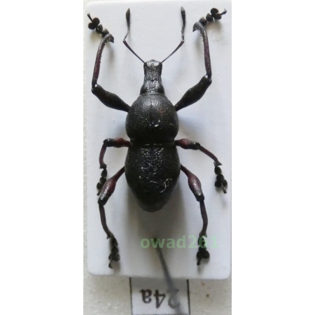 Metapocyrtus sp. Heller, 1912 female Philippines24a